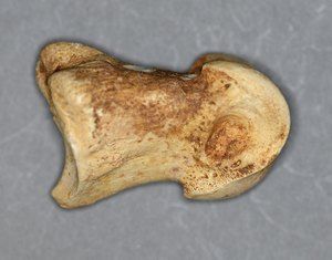 Prstnica jelena (Cervus elaphus)